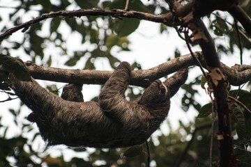 Sloth Climbing © Aadarsh