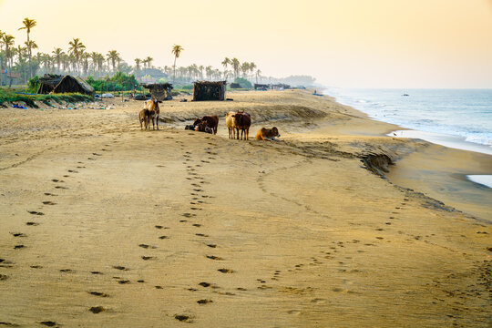 Cattle on sandy beach near Chilaw, Sri Lanka