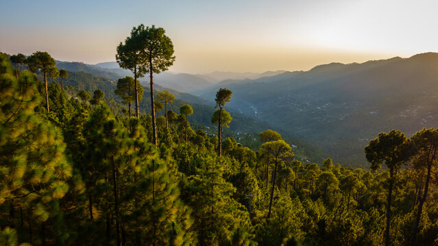 Mountain landscape and pine trees in Murree, Pakistan