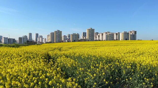 Colza Canola field (Turkish: Kanola) behind modern buildings at autumn in Istanbul, Turkey. (4K video)