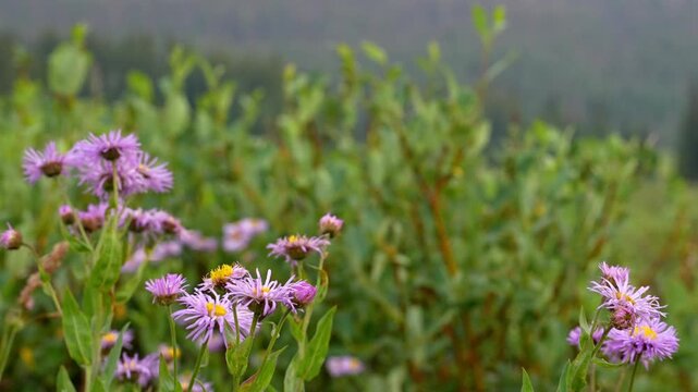 great northern aster
