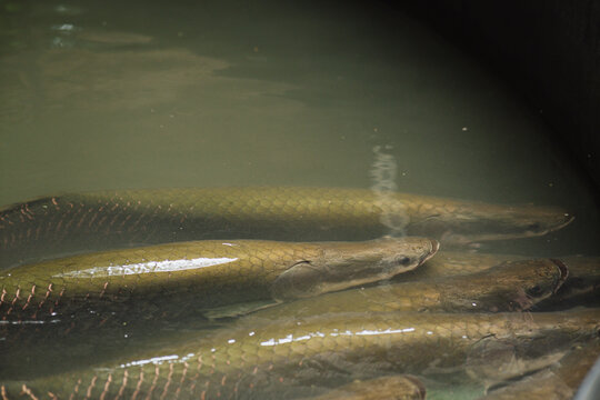Arapaima in an Amazon pond