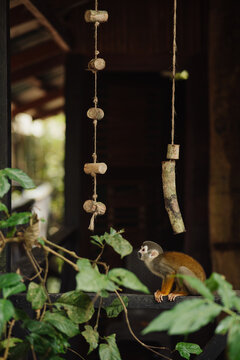 Squirrel monkey in the Amazon rainforest