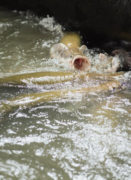Arapaima in an Amazon pond
