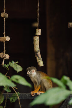Squirrel monkey in the Amazon rainforest