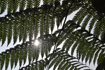 Silhouette of lush green fern leaves shot from below against a bright sky with sunbeams shining through the natural pattern. © AgungMuhammad