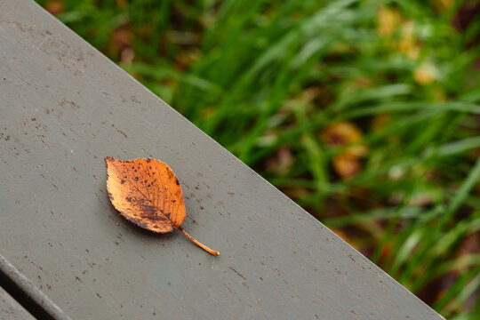 Autumn fallen leaf on wooden bench with copy space