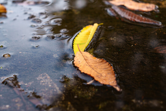 Fallen leaves floating in autumn puddle