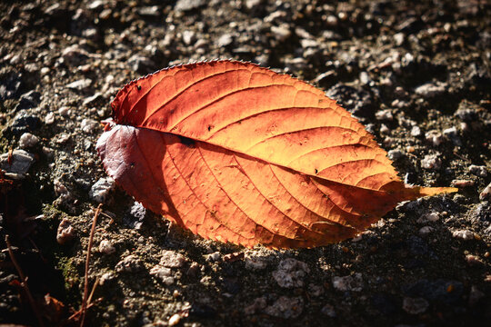 Bright orange autumn leaf on rough ground