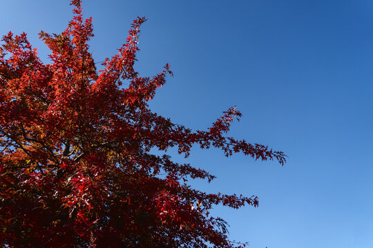 Red autumn leaves against blue sky with copy space