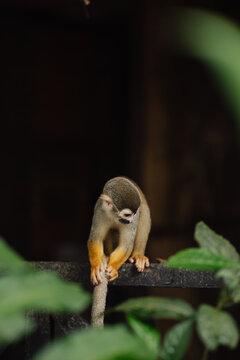 Squirrel monkey in the Amazon rainforest