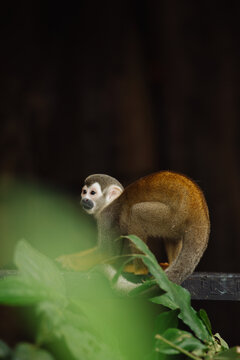 Squirrel monkey in the Amazon rainforest