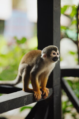 Squirrel monkey in the Amazon rainforest © Marco