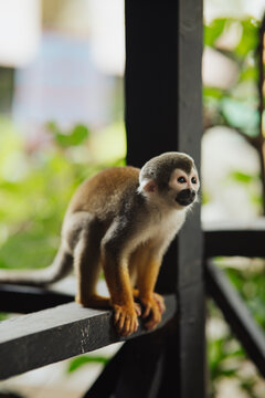 Squirrel monkey in the Amazon rainforest