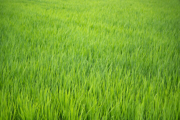Fototapeta premium Lush Green Rice Field in the Japanese Countryside