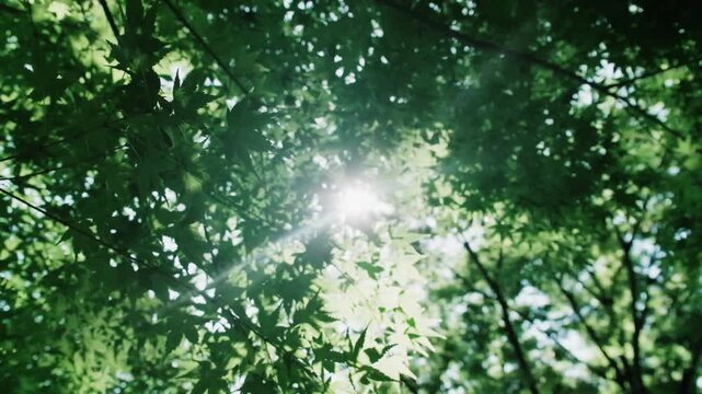 春、初夏、夏の晴天の森の木とさわやかな新緑の葉に太陽の強い日差しと木漏れ日　レンズフレアと七色のゴースト　夏休み・ゴールデンウィーク・観光・旅行・アウトドア・洗濯のイメージ背景