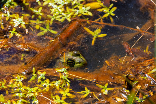 frog in the water