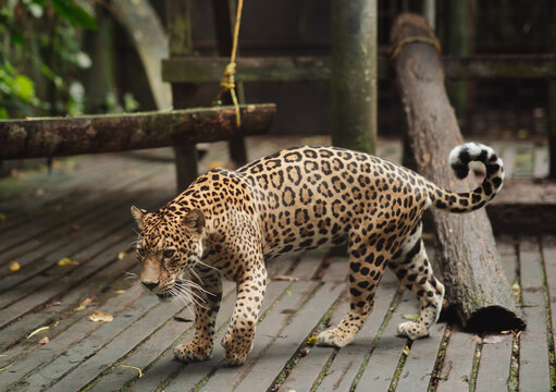 Jaguar in captivity in the jungle