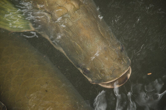 Pirarucu fish in the water in the Amazon