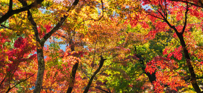 vibrant autumn foliage paints a breathtaking canopy of red, orange, and yellow leaves. Sunlight filters through the branches, illuminating the rich colors of the changing season