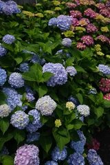 Fotobehang Hortensia flowers in the garden  © Gabriela