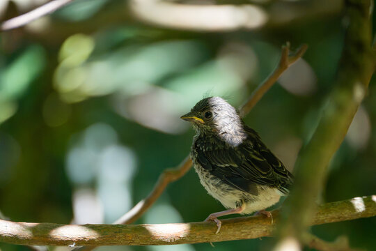 mockingbird fledgling