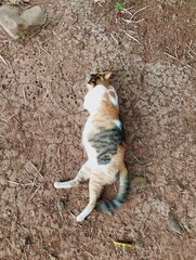 cat sleep on the ground © Munif