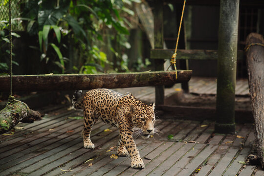 Jaguar in captivity in the jungle