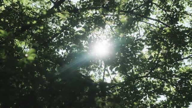 春、初夏、夏の晴天の森の木とさわやかな新緑の葉に太陽の強い日差しと木漏れ日　レンズフレアと七色のゴースト　夏休み・ゴールデンウィーク・観光・旅行・アウトドア・洗濯のイメージ背景