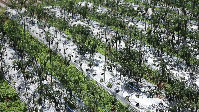 A lush chili garden protected by plastic mulch.