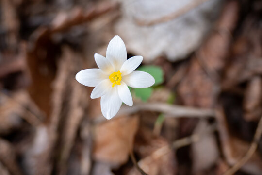 bloodroot flower blooming