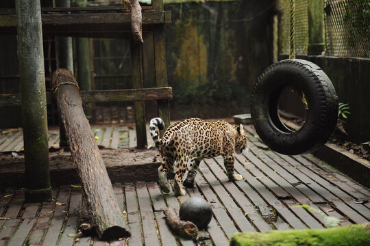 Jaguar in captivity in the jungle