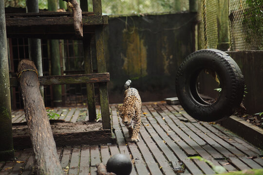 Jaguar in captivity in the jungle