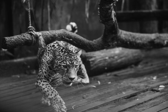 Jaguar in captivity in the jungle