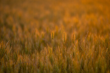 Obraz premium Wheat ear stands before sun. Wheat ear holds long awn. Backlit wheat ear forms silhouette. Golden wheat ear meets sunset.
