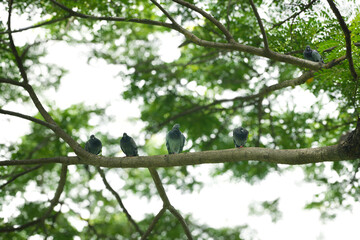 Flock of pigeons perched on a tree branch in a natural garden setting. © NoonVirachada