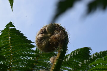 Close-up of a young fuzzy tree fern fiddlehead crozier curling up, preparing to grow against a bright blue sky. © AgungMuhammad