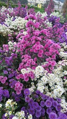 Obraz premium Beautiful blooming pink and purple verbena flowers in garden