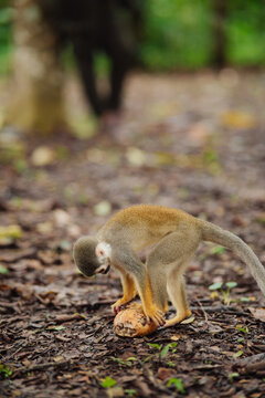 Squirrel monkey playing in the Amazon rainforest.