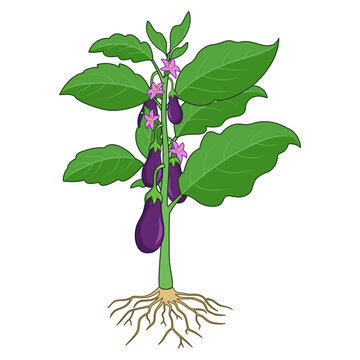 Eggplant vegetable plant with purple fruit and flowers on white background