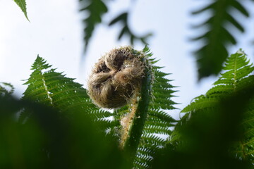 Close-up of a young fuzzy tree fern fiddlehead curling up, framed by soft green blurred leaves in the foreground. © AgungMuhammad