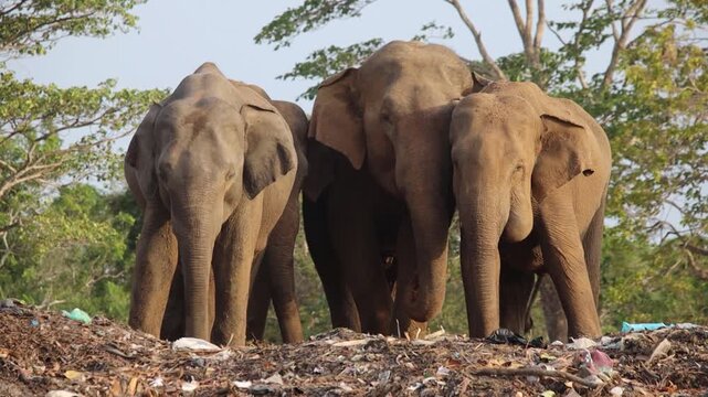 Elephants forage for food amidst a large pile of discarded waste and trash in a natural forest setting.