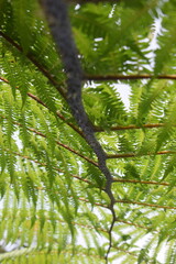 Vertical shot focusing on the dark thorny stem of a tropical tree fern plant surrounded by lush green leaves. © AgungMuhammad