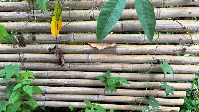 Green Leaves and Bamboo Fence in Lush Natural Environment