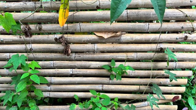 Green Ivy and Bamboo Fence with Nature's Touch in Fresh Garden