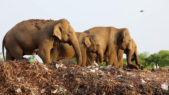 Group of elephants forage for food amidst a massive mound of human refuse and environmental degradation.