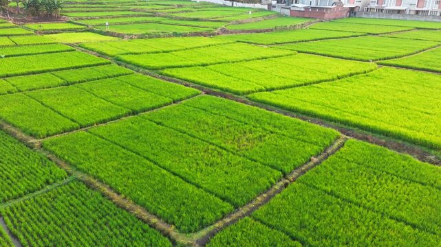 Lush green rice fields stretch beneath a soft, hazy sky. Rows of vibrant paddies divide by narrow waterways. White-roofed homes line the horizon, nestled in calm distance