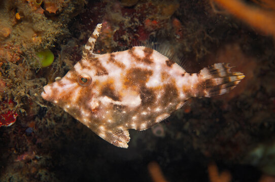 Strap-weed Filefish Swimming Over Coral Reef in Lembeh Indonesia