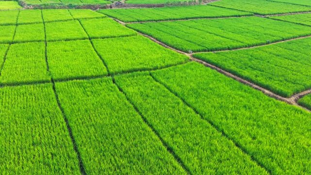 Lush green rice fields stretch beneath a soft, hazy sky. Rows of vibrant paddies divide by narrow waterways. White-roofed homes line the horizon, nestled in calm distance