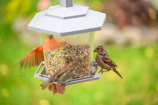 Sparrows perched on a hanging backyard bird feeder with a male northern cardinal flying in the background. Action shot of suburban wildlife and birdwatching.
